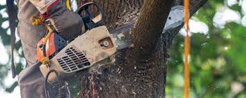 Best Fruit Tree Pruning  in Cutchogue, NY