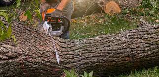 Tree and Shrub Care in Cutchogue, NY