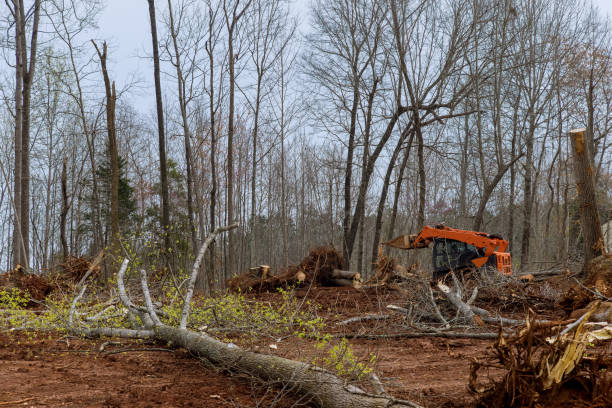 Reliable Cutchogue, NY Tree Services Solutions