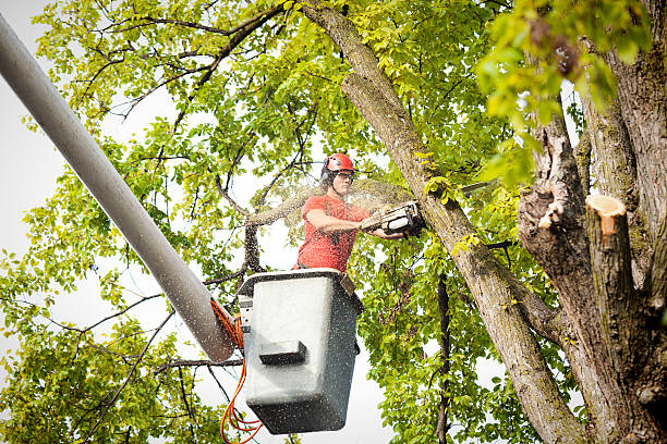 Best Tree Disease Treatment  in Cutchogue, NY