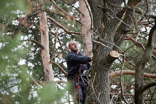 Best Tree Maintenance Programs  in Cutchogue, NY