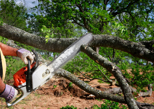 How Our Tree Care Process Works  in  Cutchogue, NY